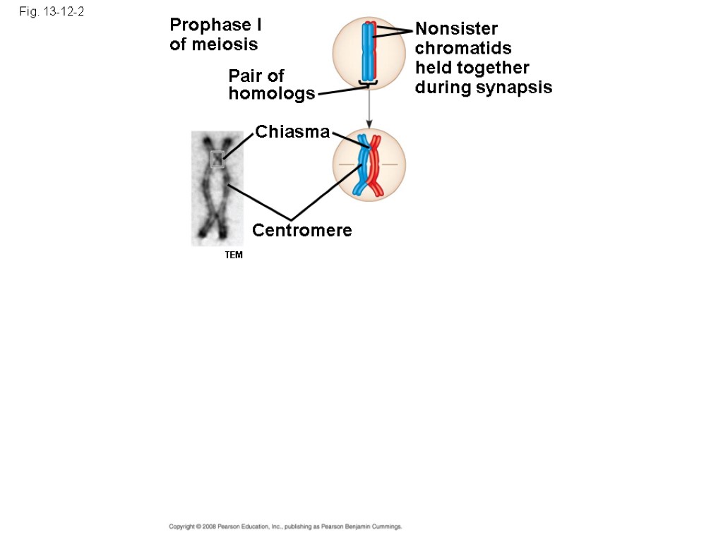 Fig. 13-12-2 Prophase I of meiosis Pair of homologs Nonsister chromatids held together during